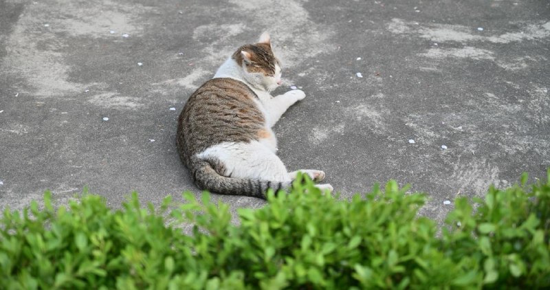 最近生活状态Be like：躺平小猫🐱