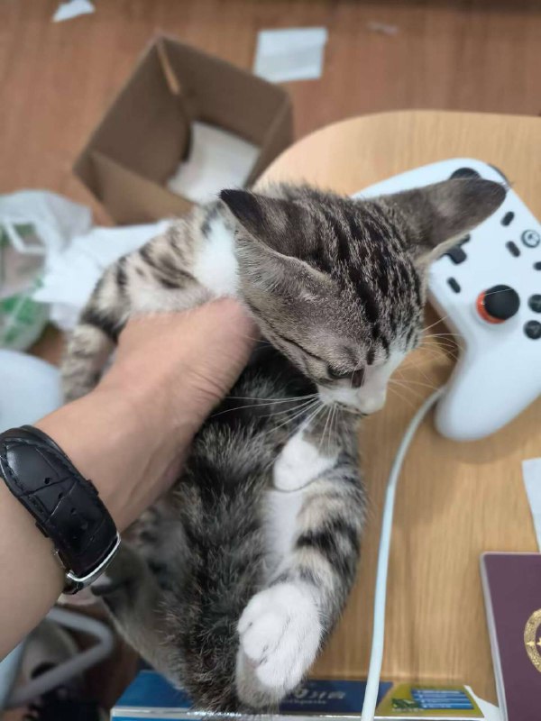 朋友养的🐱，我也好想要一只😻😻😻